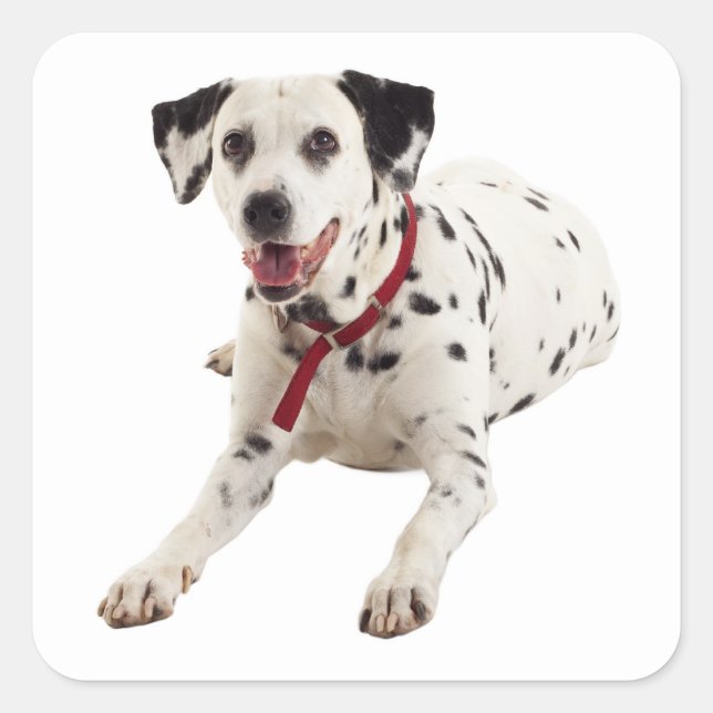 Dalmatien Puppy Hund Stickers / Etiketter (Framsida)