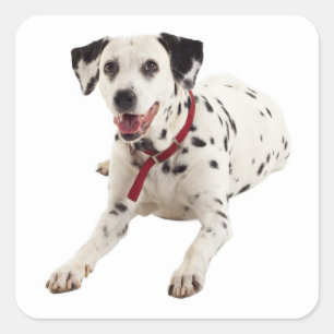 Dalmatien Puppy Hund Stickers / Etiketter