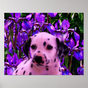 Dalmatien Puppy Iris Flowers Hund Art Poster