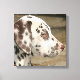 Dalmatien Puppy Kanvastryck