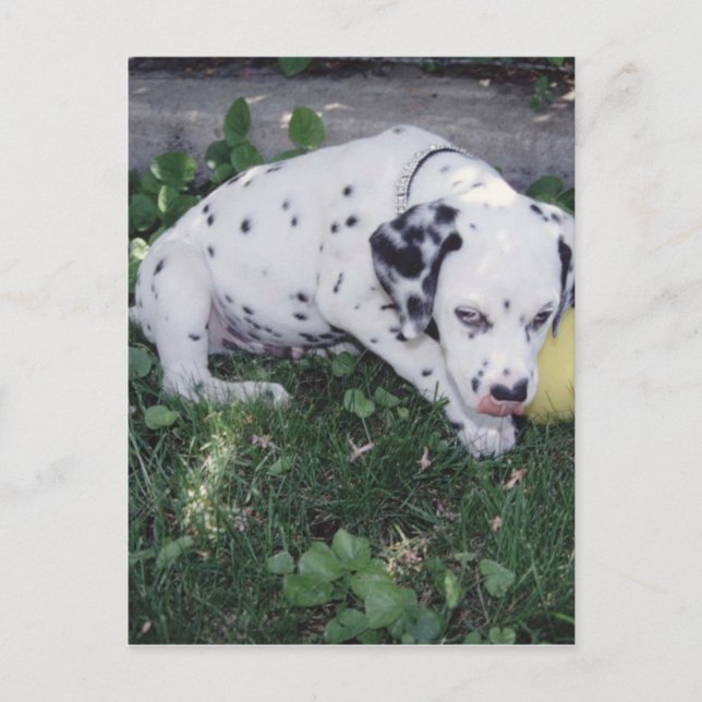 Dalmatien Puppy med Boll Vykort (Framsida)