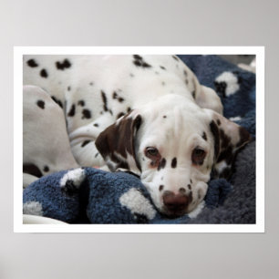 Dalmatien Puppy Poster