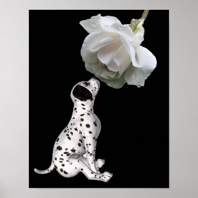Dalmatien Puppy Smelling Vit ros Poster (Framsidan)