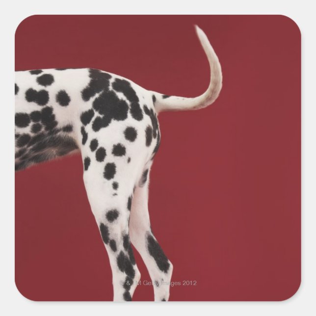 Dalmatien Rear Fyrkantigt Klistermärke (Framsida)