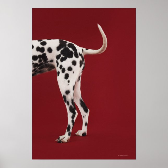 Dalmatien Rear Poster (Framsidan)