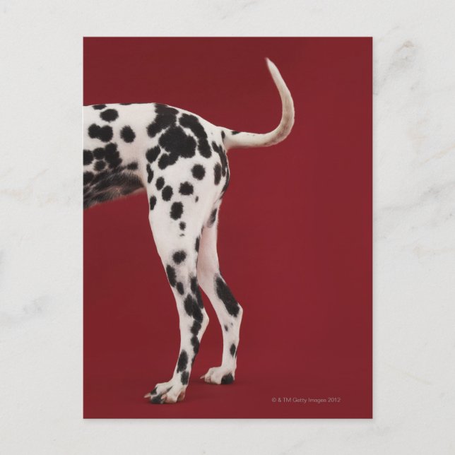 Dalmatien Rear Vykort (Framsida)