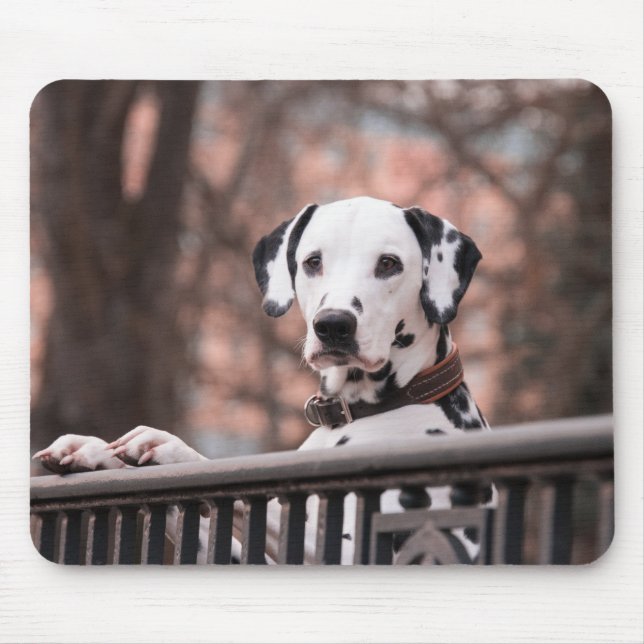 Dalmatien, valpen, husdjur musmatta (Framsidan)