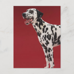 Dalmatien Vykort