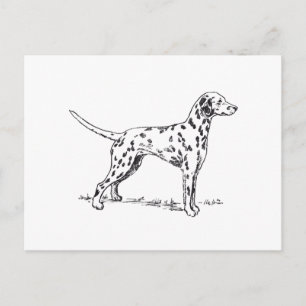 Dalmatien Vykort