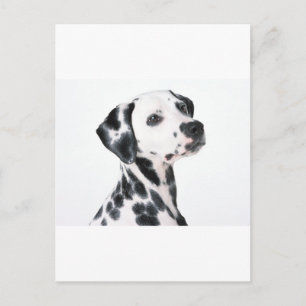 Dalmatien Vykort