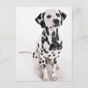 Dalmatien Vykort