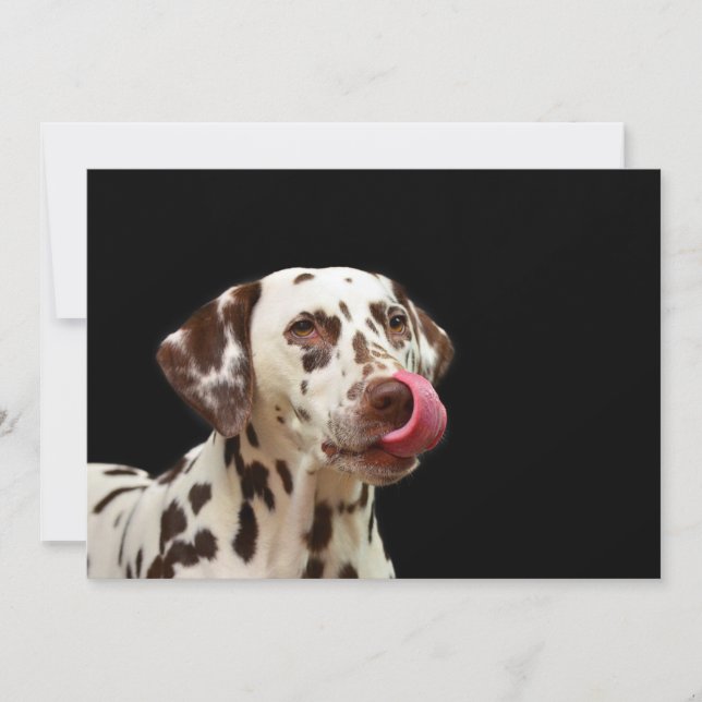 Dalmatiner Tack Kort (Framsida)