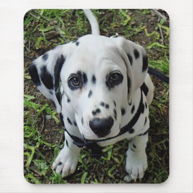 Dalmatiner Valp Hund Musmatta (Framsidan)