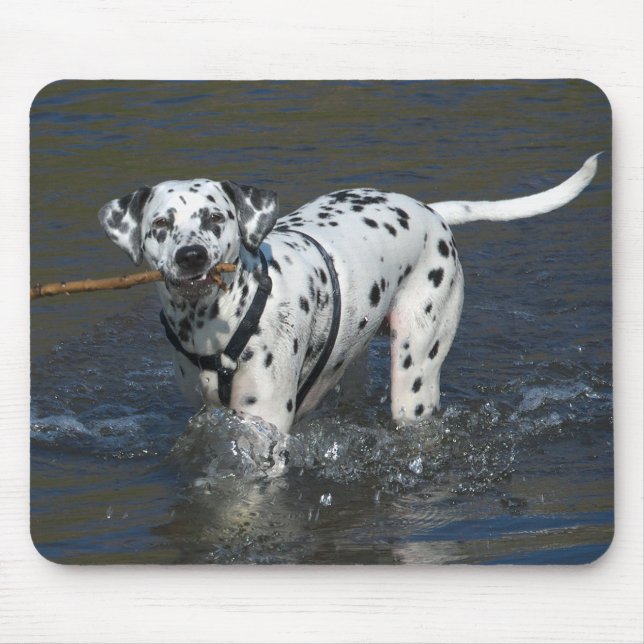Dalmatiner Valp Hund Musmatta (Framsidan)