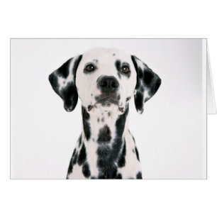 DALMATION AV FATTIG HUND HÄLSNINGSKORT