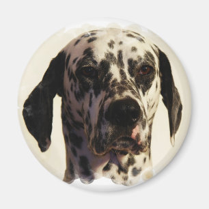 Dalmation hundmagnet magnet
