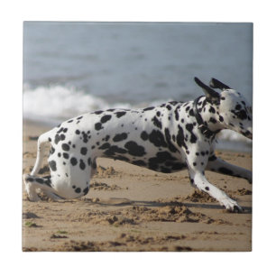 Dalmation Kakelplatta