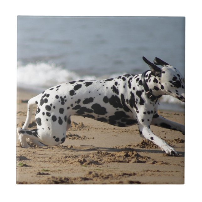 Dalmation Kakelplatta (Framsidan)