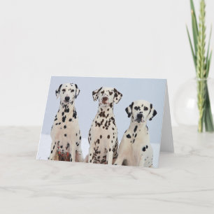 Dalmation Kort
