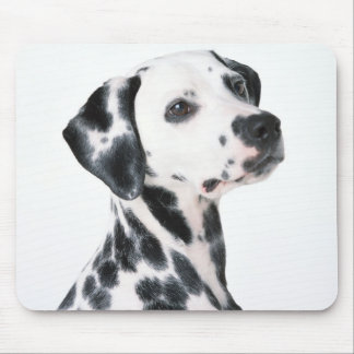 Dalmation Musmatta
