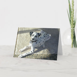 Dalmation valp kort