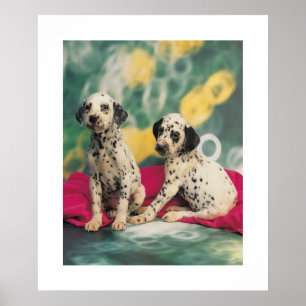 Dalmation valpaffisch poster