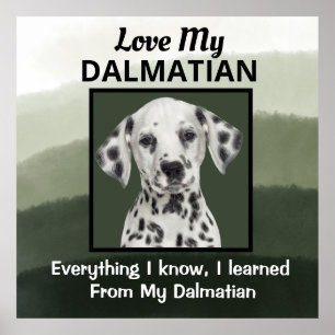 Dalmatisk Anpassningsbar Poster
