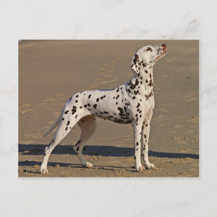 dalmatiska-fullt.png vykort