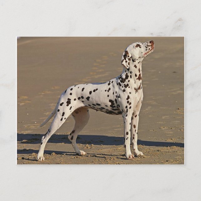 dalmatiska-fullt.png vykort (Framsida)