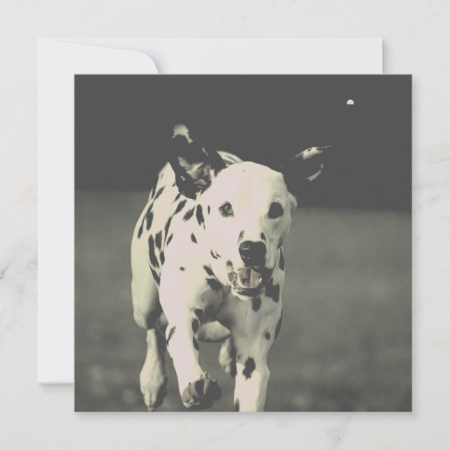 dalmatiska hund (Framsida)