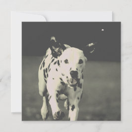 dalmatiska hund