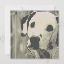 dalmatiska hund