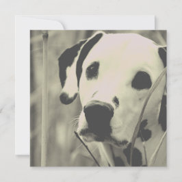 dalmatiska hund