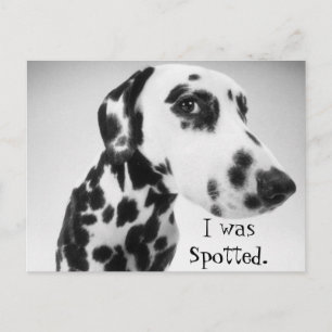 Dalmatiska produkter vykort