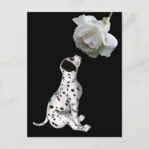 Dalmatiskt marionettkort och vykort Vit ros