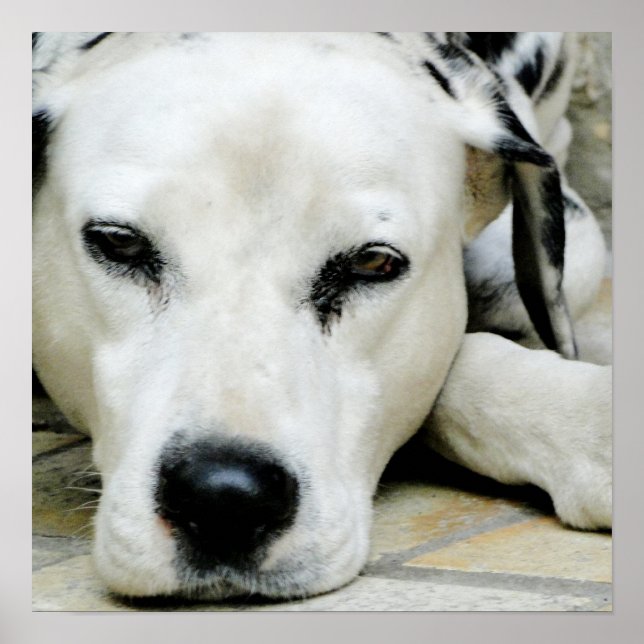 Dalmatiskt Poster (Framsidan)