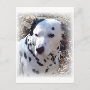 Dalmatiskt vykort för brandsläckning Hund