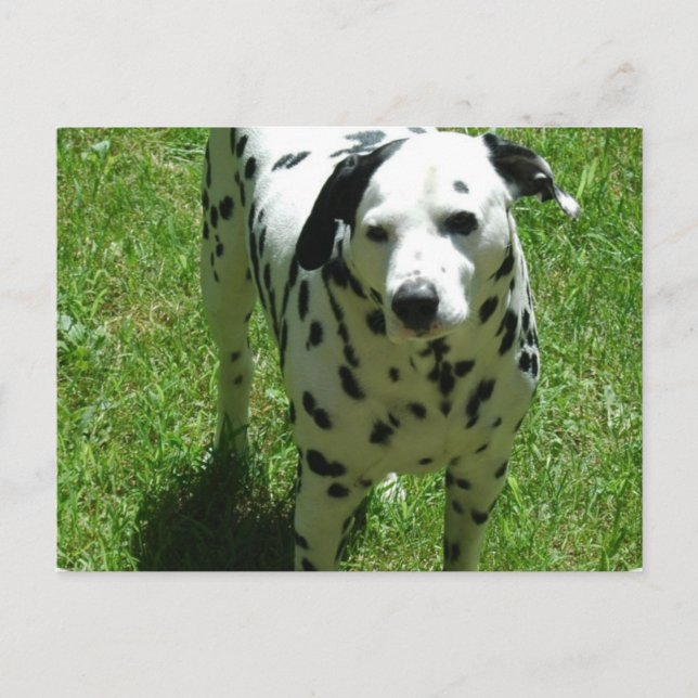 Dalmatiskt vykort för foto (Framsida)