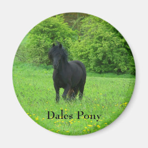Dalponnyn knäppas magnet