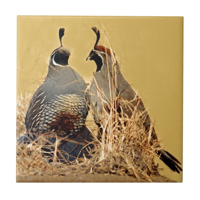 DalQuail (Kalifornien) Kakelplatta (Framsidan)