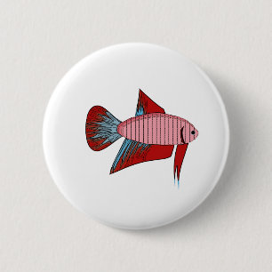 Dam Betta - Veiltail Knapp