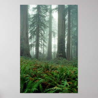 Dam Bird Johnson Grove Poster