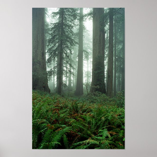 Dam Bird Johnson Grove Poster (Framsidan)