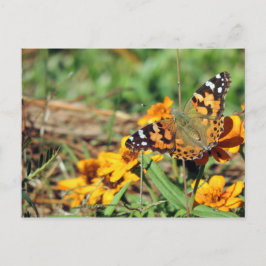 Dam Butterfly på Zinnia-vykort Vykort