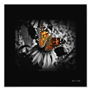 Dam Butterfly SC-utskrift Fototryck
