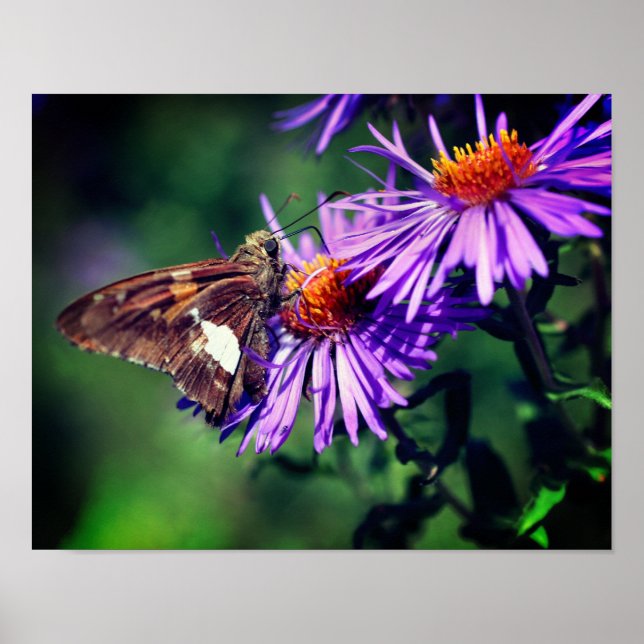 Dam Butterfly vid Vildens Aster Flower Poster (Framsidan)