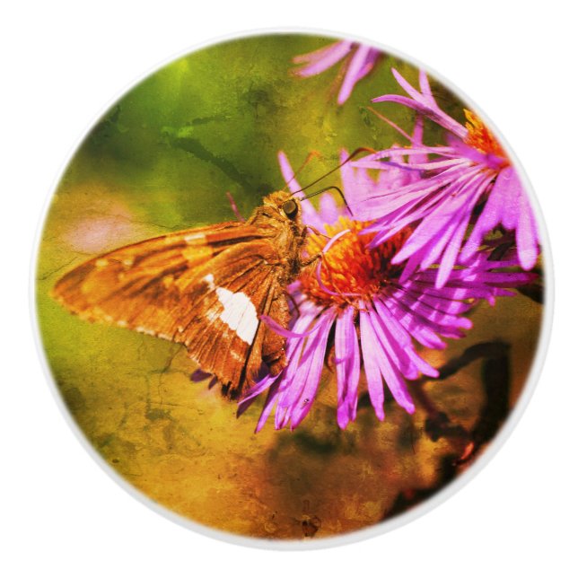 Dam Butterfly Vild Aster Flower Abstrakt Knopp (Framsidan)