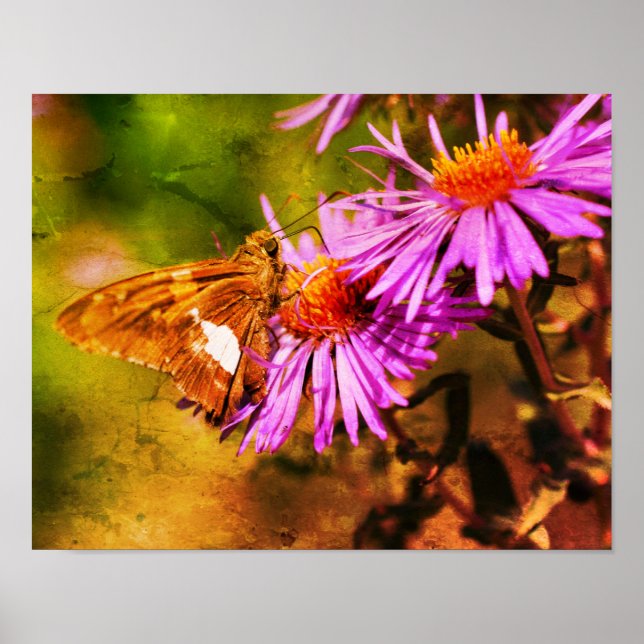 Dam Butterfly Vild Aster Flower Abstrakt Poster (Framsidan)