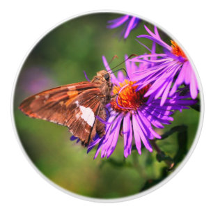 Dam Butterfly Vild Aster Flower Knopp