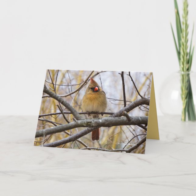 Dam C Kort (Framsida)